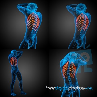 3d Rendering Medical Illustration Of The Ribcage Stock Image