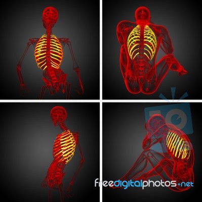 3d Rendering Medical Illustration Of The Ribcage Stock Image