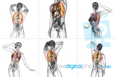 3d Rendering Medical Illustration Of The Ribcage Stock Image