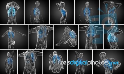 3d Rendering Medical Illustration Of The Ribcage Stock Image