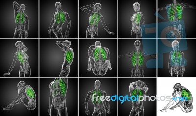 3d Rendering Medical Illustration Of The Ribcage Stock Image