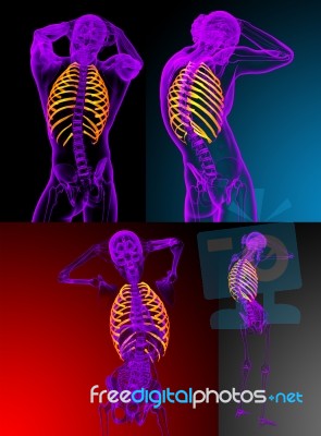 3d Rendering Medical Illustration Of The Ribcage Stock Image