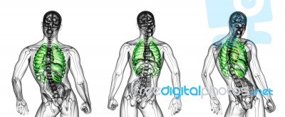 3d Rendering Medical Illustration Of The Ribcage Stock Image