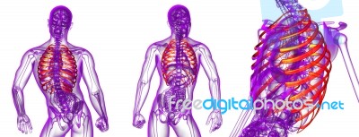 3d Rendering Medical Illustration Of The Ribcage Stock Image