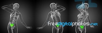 3d Rendering Medical Illustration Of The Sacrum Bone Stock Image