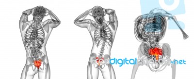 3d Rendering Medical Illustration Of The Sacrum Bone Stock Image