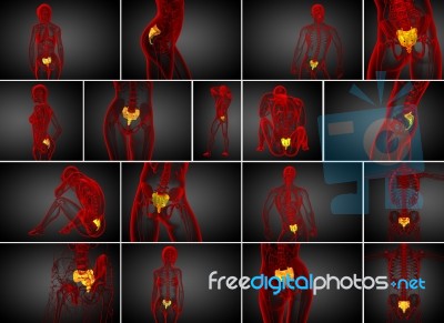 3d Rendering Medical Illustration Of The Sacrum Bone Stock Image