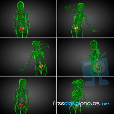 3d Rendering  Medical Illustration Of The Sacrum Bone Stock Image