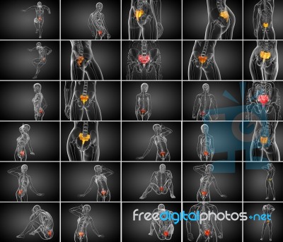 3d Rendering Medical Illustration Of The Sacrum Bone Stock Image