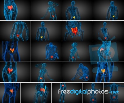 3d Rendering Medical Illustration Of The Sacrum Bone Stock Image