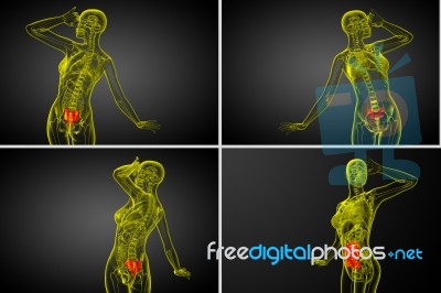 3d Rendering  Medical Illustration Of The Sacrum Bone Stock Image