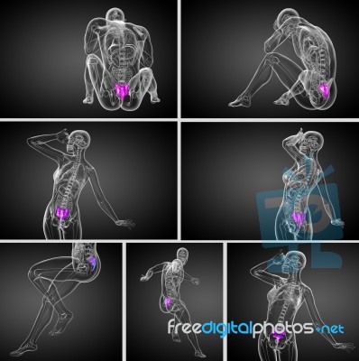 3d Rendering  Medical Illustration Of The Sacrum Bone Stock Image