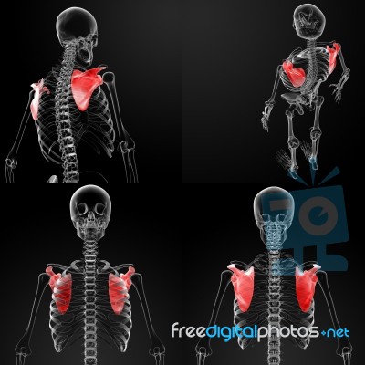 3d Rendering Medical Illustration Of The Scapula Stock Image