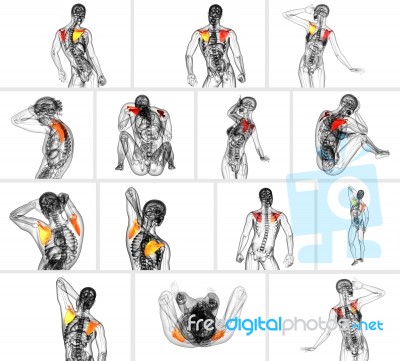 3d Rendering  Medical Illustration Of The Scapula Bone Stock Image