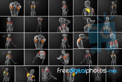 3d Rendering Medical Illustration Of The Scapula Bone Stock Image