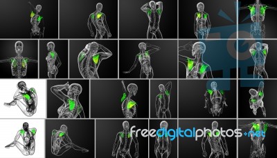 3d Rendering  Medical Illustration Of The Scapula Bone Stock Image