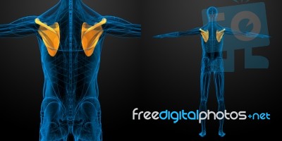 3d Rendering Medical Illustration Of The Scapula Bone Stock Image