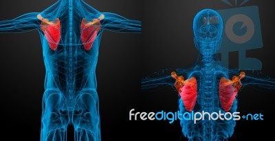 3d Rendering Medical Illustration Of The Scapula Bone Stock Image