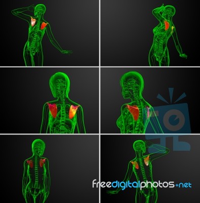 3d Rendering Medical Illustration Of The Scapula Bone Stock Image