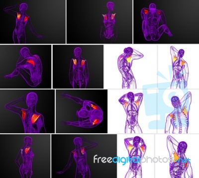 3d Rendering Medical Illustration Of The Scapula Bone Stock Image