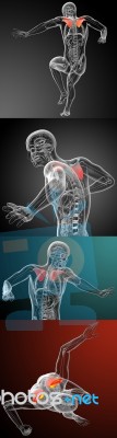 3d Rendering Medical Illustration Of The Scapula Bone Stock Image