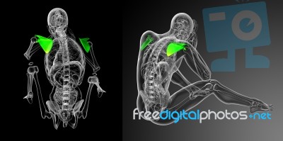 3d Rendering Medical Illustration Of The Scapula Bone Stock Image