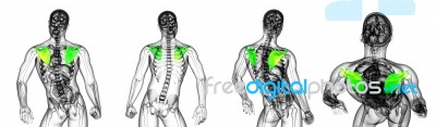 3d Rendering Medical Illustration Of The Scapula Bone Stock Image