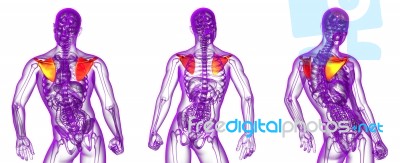 3d Rendering Medical Illustration Of The Scapula Bone Stock Image