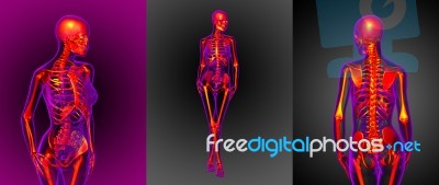 3d Rendering Medical Illustration Of The Skeleton Stock Image