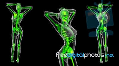 3d Rendering Medical Illustration Of The Skeleton Stock Image