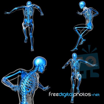 3d Rendering Medical Illustration Of The Skeleton Stock Image