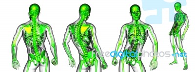 3d Rendering Medical Illustration Of The Skeleton Stock Image