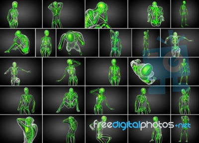 3d Rendering Medical Illustration Of The Skeleton Bone Stock Image