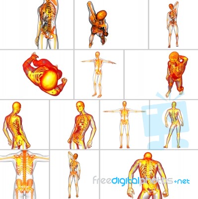 3d Rendering Medical Illustration Of The Skeleton Bone Stock Image