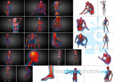 3d Rendering  Medical Illustration Of The Skeleton Bone Stock Image