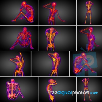 3d Rendering  Medical Illustration Of The Skeleton Bone Stock Image