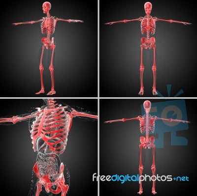 3d Rendering Medical Illustration Of The Skeleton Bone Stock Image