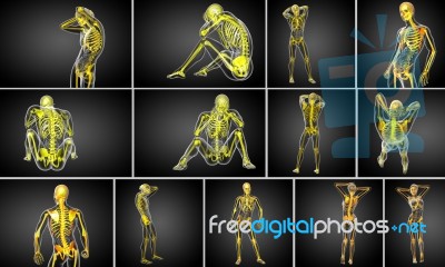 3d Rendering Medical Illustration Of The Skeleton Bone Stock Image