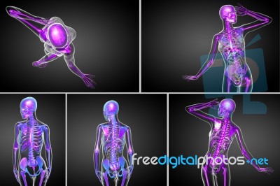 3d Rendering Medical Illustration Of The Skeleton Bone Stock Image