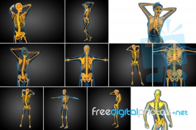 3d Rendering Medical Illustration Of The Skeleton Bone Stock Image