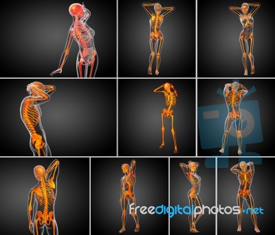 3d Rendering Medical Illustration Of The Skeleton Bone Stock Image