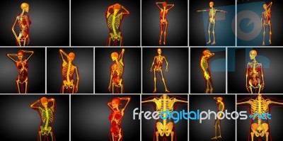 3d Rendering Medical Illustration Of The Skeleton Bone Stock Image