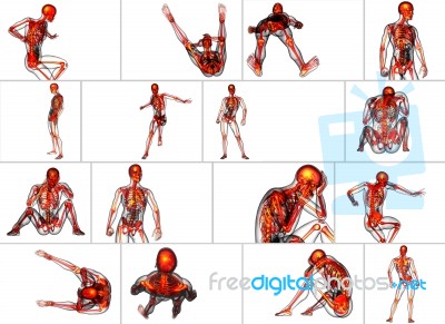 3d Rendering Medical Illustration Of The Skeleton Bone Stock Image