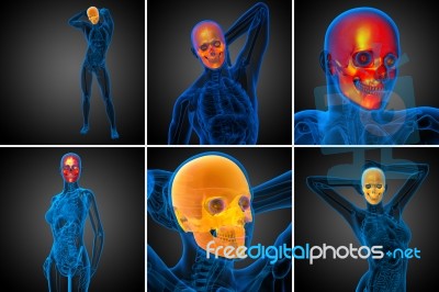 3d Rendering Medical Illustration Of The Skull Stock Image