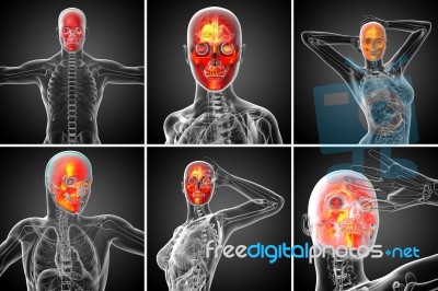 3d Rendering Medical Illustration Of The Skull Stock Image