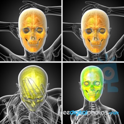 3d Rendering Medical Illustration Of The Skull Stock Image