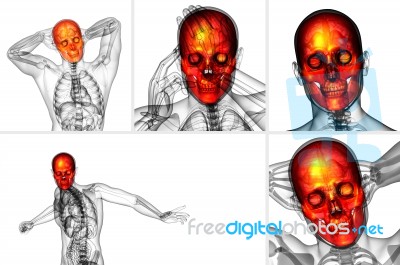 3d Rendering Medical Illustration Of The Skull Stock Image