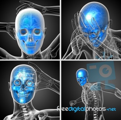 3d Rendering Medical Illustration Of The Skull Stock Image