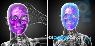 3d Rendering  Medical Illustration Of The Skull Stock Image