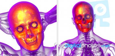 3d Rendering  Medical Illustration Of The Skull Stock Image